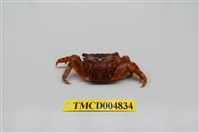 藏品(方形大額蟹)的圖片